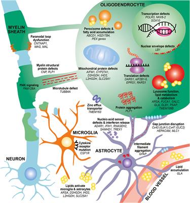 Emerging cellular themes in leukodystrophies